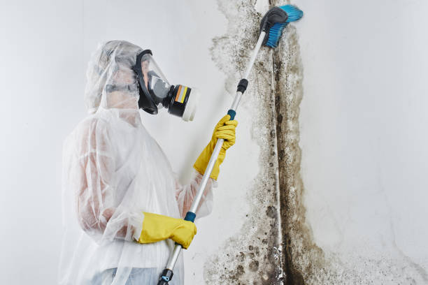 Newton, AL Mold Removal Company