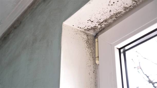 Office Mold Removal Services in Newton, AL