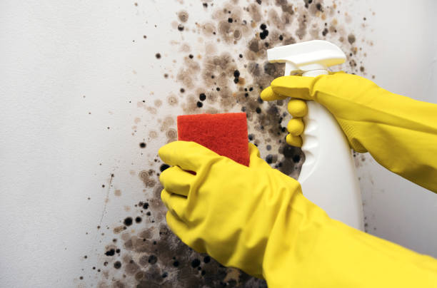 Crawl Space Mold Removal in Newton, AL