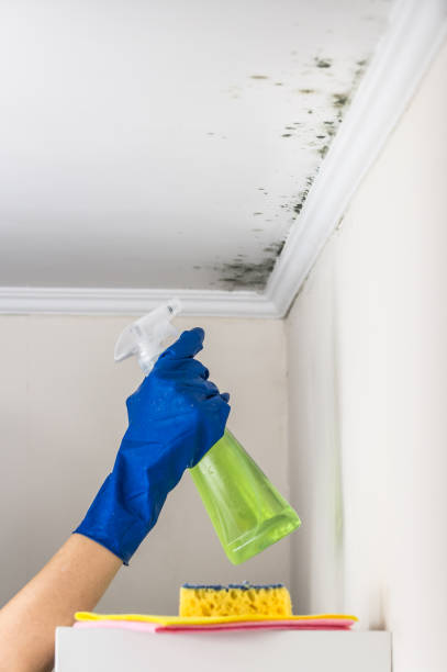 Best Commercial Mold Removal  in Newton, AL
